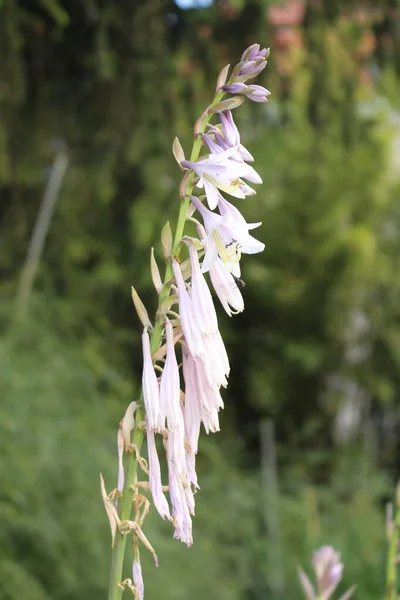 Lilac Witte Giboshi Bloemen Hostas Weegbree Lelies Innsbruck Oostenrijk Wetenschappelijke — Stockfoto