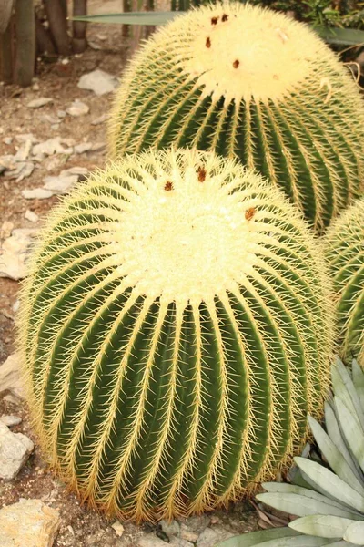 Big Golden Barrel Cactus Golden Ball Mother Laws Cushion Innsbruck — Stock Photo, Image