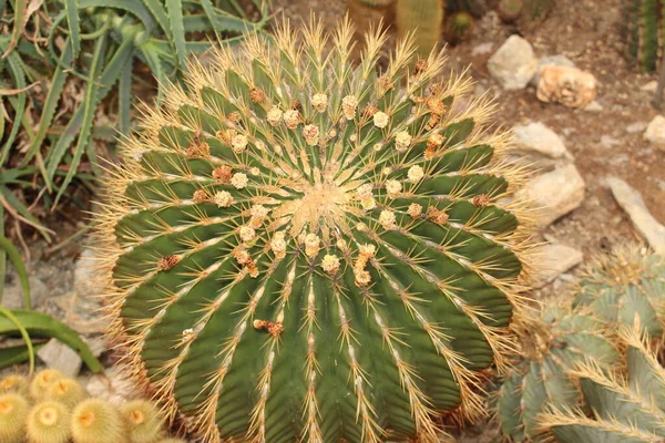 位于奥地利因斯布鲁克的大型 金桶仙人掌 岳母座垫 其科学名称是Echinocactus Grusonii 原产于墨西哥东部和中部 — 图库照片