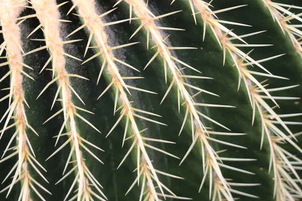 位于奥地利因斯布鲁克的大型 金桶仙人掌 岳母座垫 其科学名称是Echinocactus Grusonii 原产于墨西哥东部和中部 — 图库照片