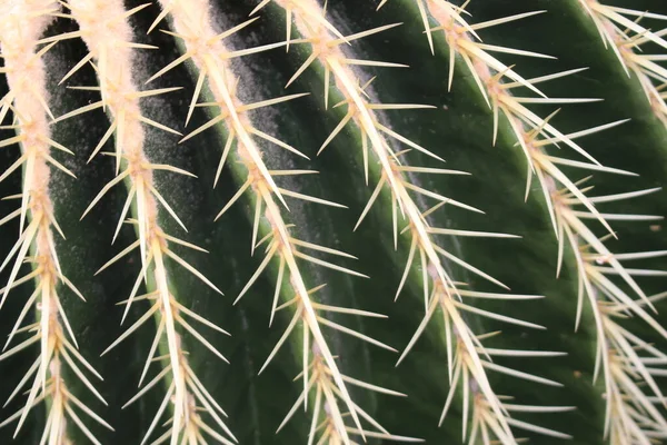 位于奥地利因斯布鲁克的大型 金桶仙人掌 岳母座垫 其科学名称是Echinocactus Grusonii 原产于墨西哥东部和中部 — 图库照片