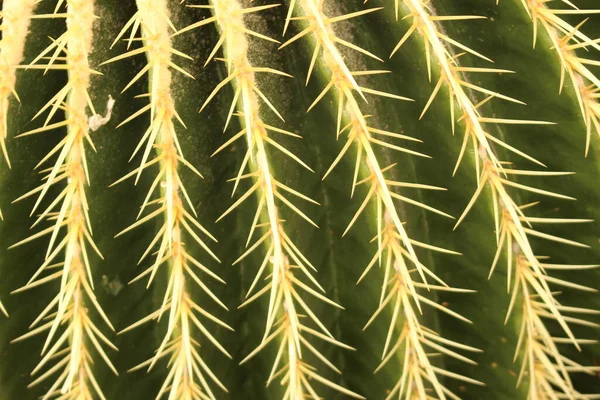 位于奥地利因斯布鲁克的大型 金桶仙人掌 岳母座垫 其科学名称是Echinocactus Grusonii 原产于墨西哥东部和中部 — 图库照片