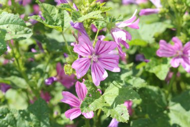 Avusturya 'nın Innsbruck kentinde mor 