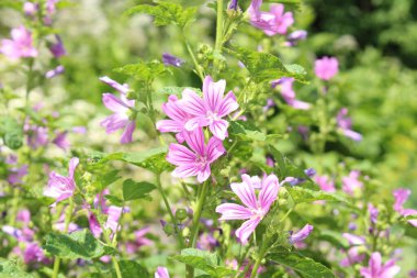 Avusturya 'nın Innsbruck kentinde mor 