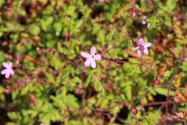 Avusturya 'nın Innsbruck kentinde Pembe 