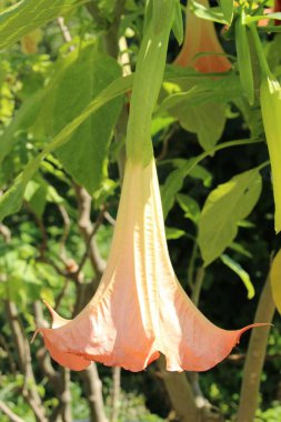 Avusturya 'nın Innsbruck şehrinde pembe 