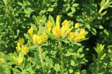 Avusturya 'nın Innsbruck şehrinde 