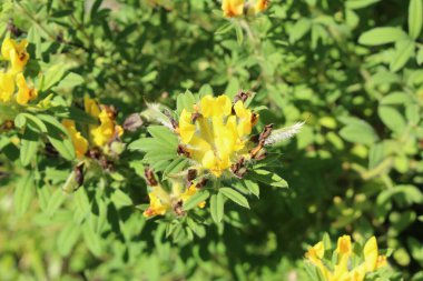 Avusturya 'nın Innsbruck şehrinde 