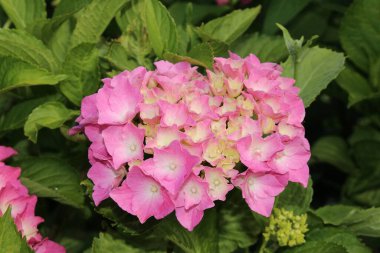 Avusturya 'nın Innsbruck kentinde bulunan Pembe ve sarı 