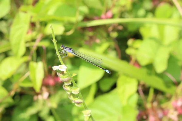 Blue Tailed Damselfly Damselfly Europea Innsbruck Austria Nombre Científico Ischnura — Foto de Stock