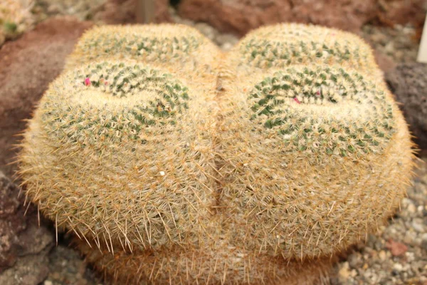 Rainbow Pincushion Kaktus Innsbruck Österrike Dess Vetenskapliga Namn Mammillaria Rhodantha — Stockfoto