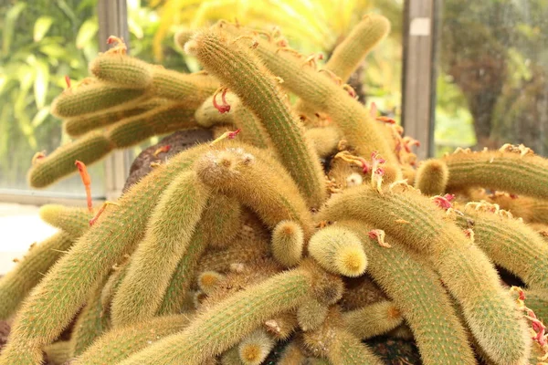 Golden Rat Tail Kaktus Innsbruck Österrike Dess Vetenskapliga Namn Cleistocactus — Stockfoto