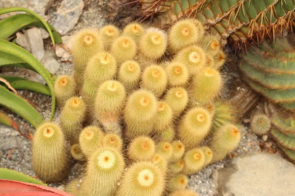 Golden Ball Cactus Інсбруку Австрія Його Наукова Назва Notocactus Leninghausii — стокове фото
