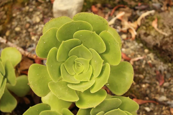 Aeonium Canariense 植物在奥地利因斯布鲁克 它原产于加那利群岛和西班牙 — 图库照片