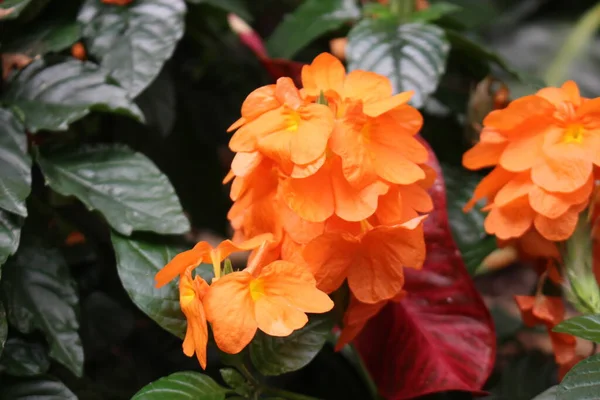 Orange Marmalade Flowers Crossandra Firecracker Flower Innsbruck Austria Its Scientific — Stock Photo, Image
