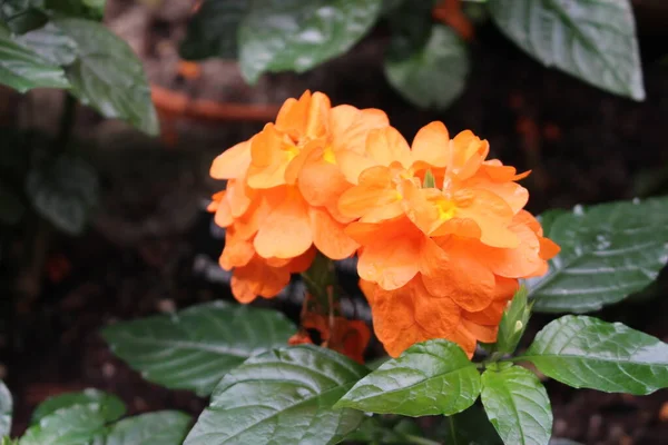 Avusturya Nın Innsbruck Kentinde Bulunan Orange Marmalade Çiçekleri Veya Crossandra — Stok fotoğraf