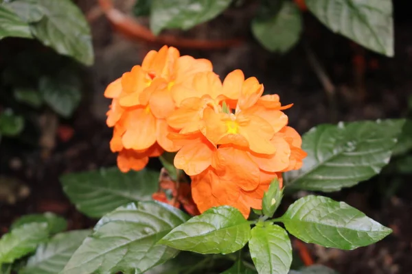 位于奥地利因斯布鲁克的橙红色 或爆竹花的Crossandra 其科学名称是Crossandra Infundibuliformis 原产于巴基斯坦 印度和斯里兰卡 — 图库照片