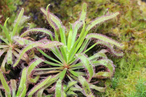 位于奥地利因斯布鲁克的香露角植物 它的科学名称是Drosera Capensis 原产于南非 — 图库照片