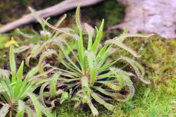 位于奥地利因斯布鲁克的香露角植物 它的科学名称是Drosera Capensis 原产于南非 — 图库照片