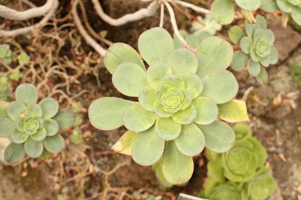奥地利因斯布鲁克的Houseleek树植物 其科学名称为Aeonium Spathulatum 原产于加那利群岛和西班牙 — 图库照片
