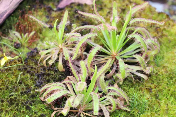 位于奥地利因斯布鲁克的香露角植物 它的科学名称是Drosera Capensis 原产于南非 — 图库照片