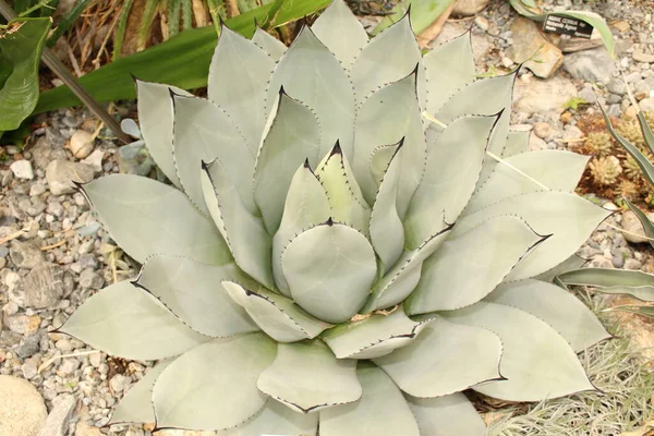 Parrys Agave 或Mescal Agave 位于奥地利因斯布鲁克 它的科学名称是Agave Parryi 原产于亚利桑那州 新墨西哥州和墨西哥北部 — 图库照片