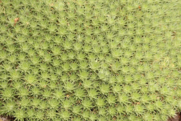 Abromeitiella Brevifolia 在奥地利因斯布鲁克的Bromeliaceae家族的一员 它原产于阿根廷 — 图库照片