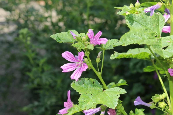 Malva Púrpura Malva Común Quesos Malva Alta Malva Alta Flores — Foto de Stock