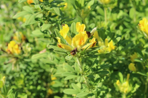 Gele Big Flower Broom Innsbruck Oostenrijk Wetenschappelijke Naam Chamaecytisus Supinus — Stockfoto