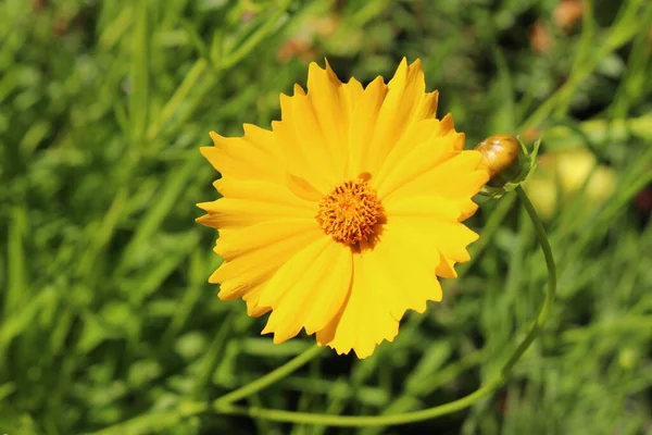 Gelbe Gemeine Blanketblume Oder Gemeine Gaillardia Innsbruck Österreich Ihr Wissenschaftlicher — Stockfoto