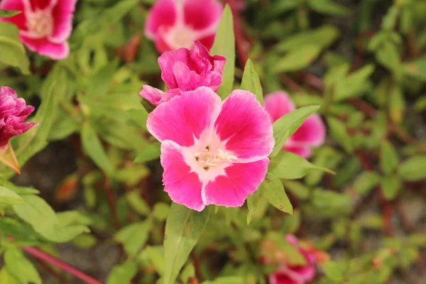 奥地利因斯布鲁克的粉色和白色 Godetia 告别春天 Atlasflower 它的学名是Clarkia Amoena 或Godetia Amoena 原产于美国加利福尼亚州 — 图库照片