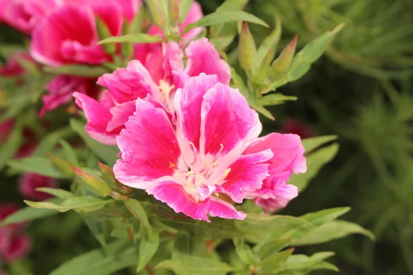 Flor Rosa Branca Godetia Adeus Primavera Atlasflower Innsbruck Áustria Seu — Fotografia de Stock