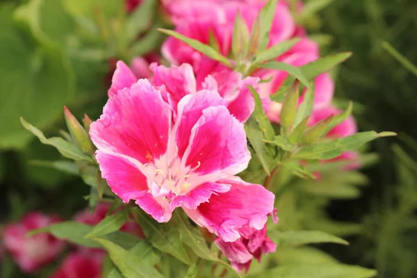 Rosa Weiße Godetia Blume Oder Abschied Vom Frühling Atlasflower Innsbruck — Stockfoto