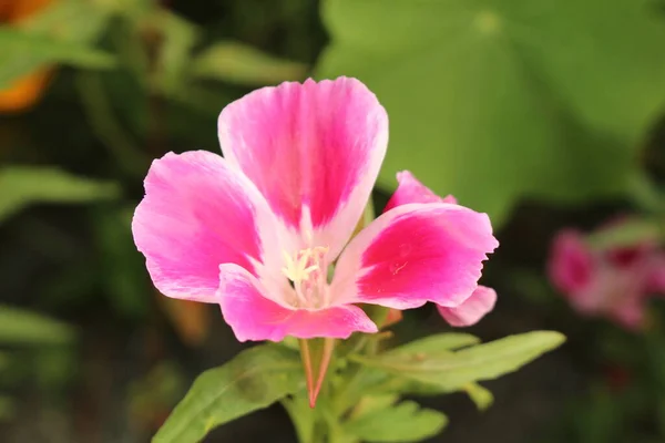 Ροζ Και Λευκό Λουλούδι Godetia Αντίο Στην Άνοιξη Atlasflower Στο — Φωτογραφία Αρχείου