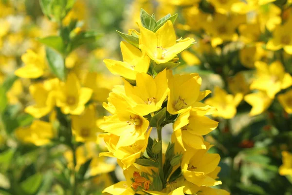 Yellow Loosestrife Flowers Loosestrife Alexander Innsbruck Austria Научное Название Lysimachia — стоковое фото