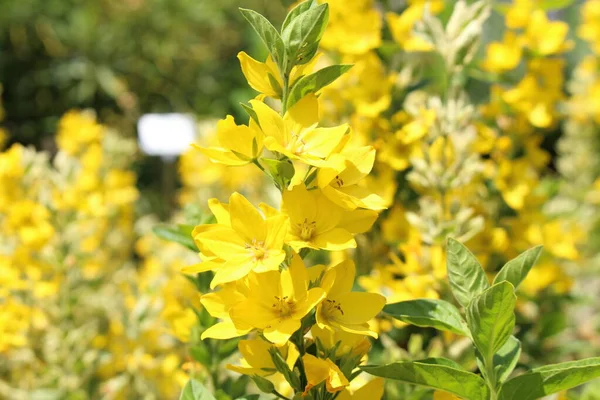 Κίτρινα Λουλούδια Της Losestrife Losestrife Alexander Στο Ίνσμπρουκ Της Αυστρίας — Φωτογραφία Αρχείου
