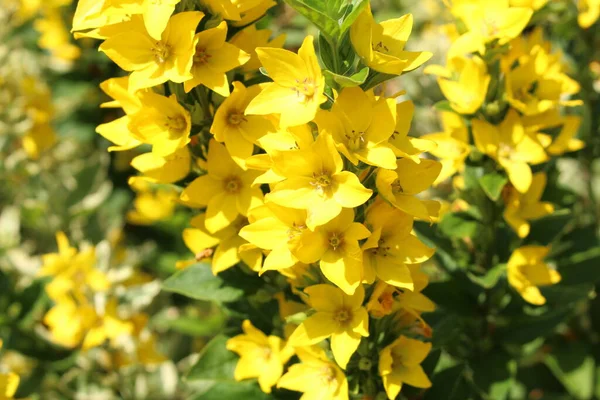 Yellow Loosestrife Flowers Loosestrife Alexander Innsbruck Austria Its Scientific Name — Stock Photo, Image
