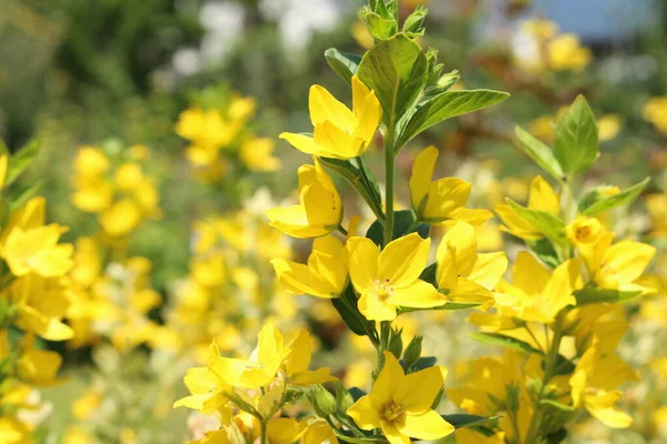 Κίτρινα Λουλούδια Της Losestrife Losestrife Alexander Στο Ίνσμπρουκ Της Αυστρίας — Φωτογραφία Αρχείου