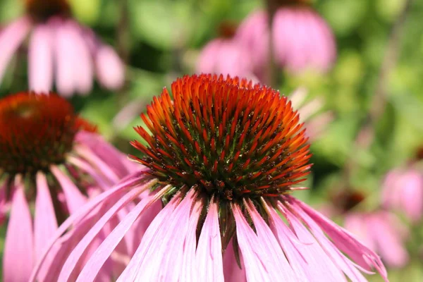 Blassvioletter Sonnenhut Oder Echinacea Innsbruck Österreich Sein Wissenschaftlicher Name Ist — Stockfoto