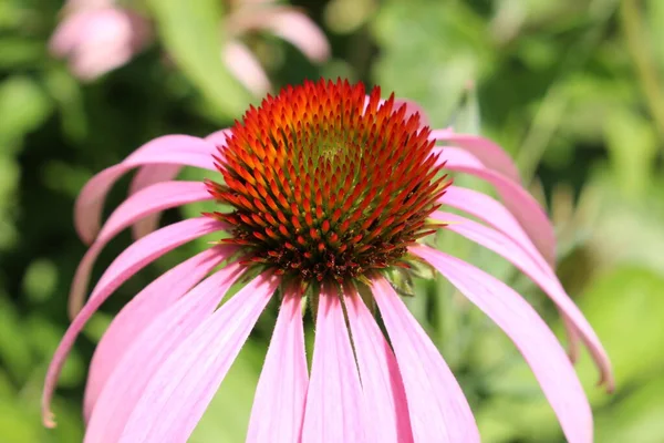 Blassvioletter Sonnenhut Oder Echinacea Innsbruck Österreich Sein Wissenschaftlicher Name Ist — Stockfoto