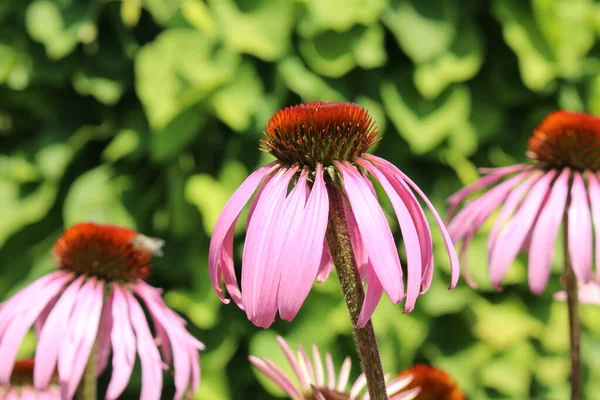 Blassvioletter Sonnenhut Oder Echinacea Innsbruck Österreich Sein Wissenschaftlicher Name Ist — Stockfoto