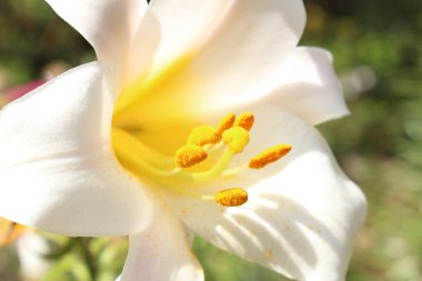 Avusturya 'nın Innsbruck şehrinde bulunan beyaz ve sarı 