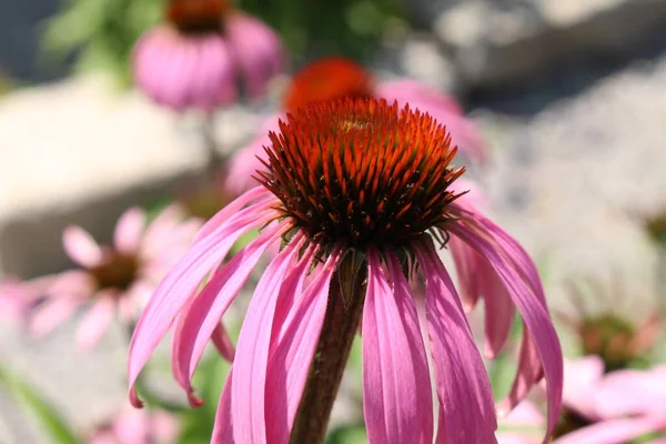 Coneflower Roxo Pálido Echinacea Innsbruck Áustria Seu Nome Científico Echinacea — Fotografia de Stock