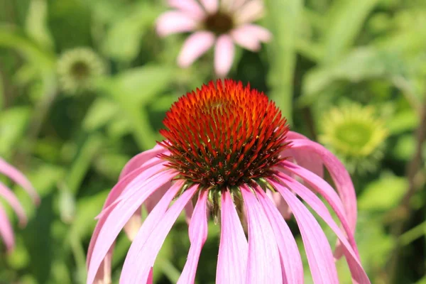 Blassvioletter Sonnenhut Oder Echinacea Innsbruck Österreich Sein Wissenschaftlicher Name Ist — Stockfoto