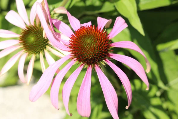 Blassvioletter Sonnenhut Oder Echinacea Innsbruck Österreich Sein Wissenschaftlicher Name Ist — Stockfoto