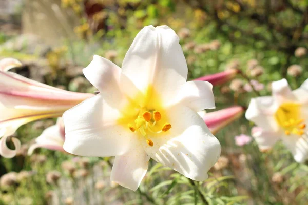 White Yellow Kings Lily Flower Regal Lily Innsbruck Austria Its — Stock Photo, Image