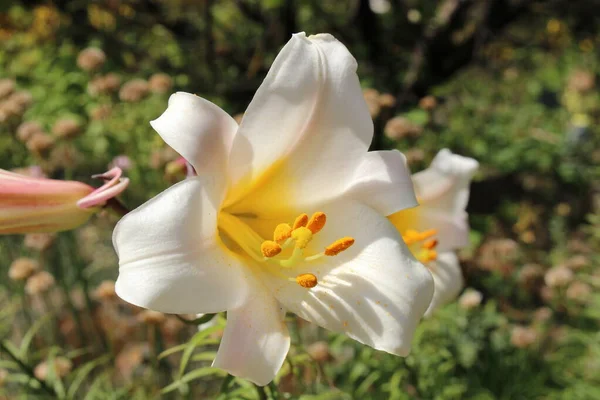Bílá Žlutá Kings Lily Květina Nebo Regal Lily Innsbrucku Rakousko — Stock fotografie