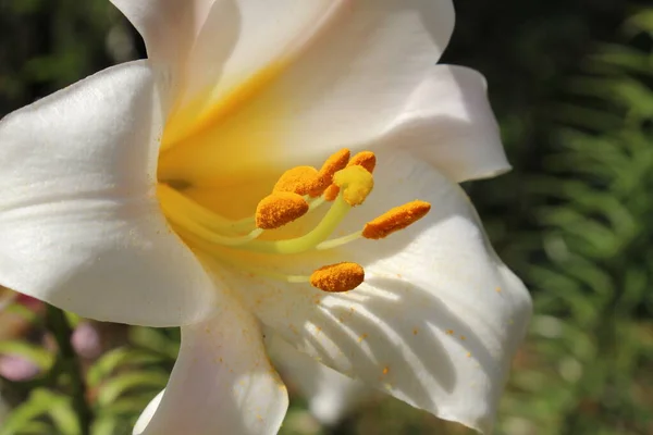 Λευκό Και Κίτρινο Λουλούδι Kings Lily Regal Lily Στο Ίνσμπρουκ — Φωτογραφία Αρχείου
