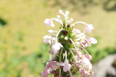 Innsbruck, Avusturya 'da 