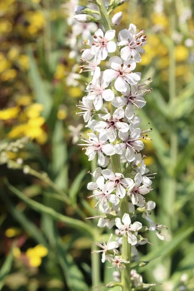 White Gooseneck Loosestrife Flowers Innsbruck Austria Its Scientific Name Lysimachia — Stock Photo, Image